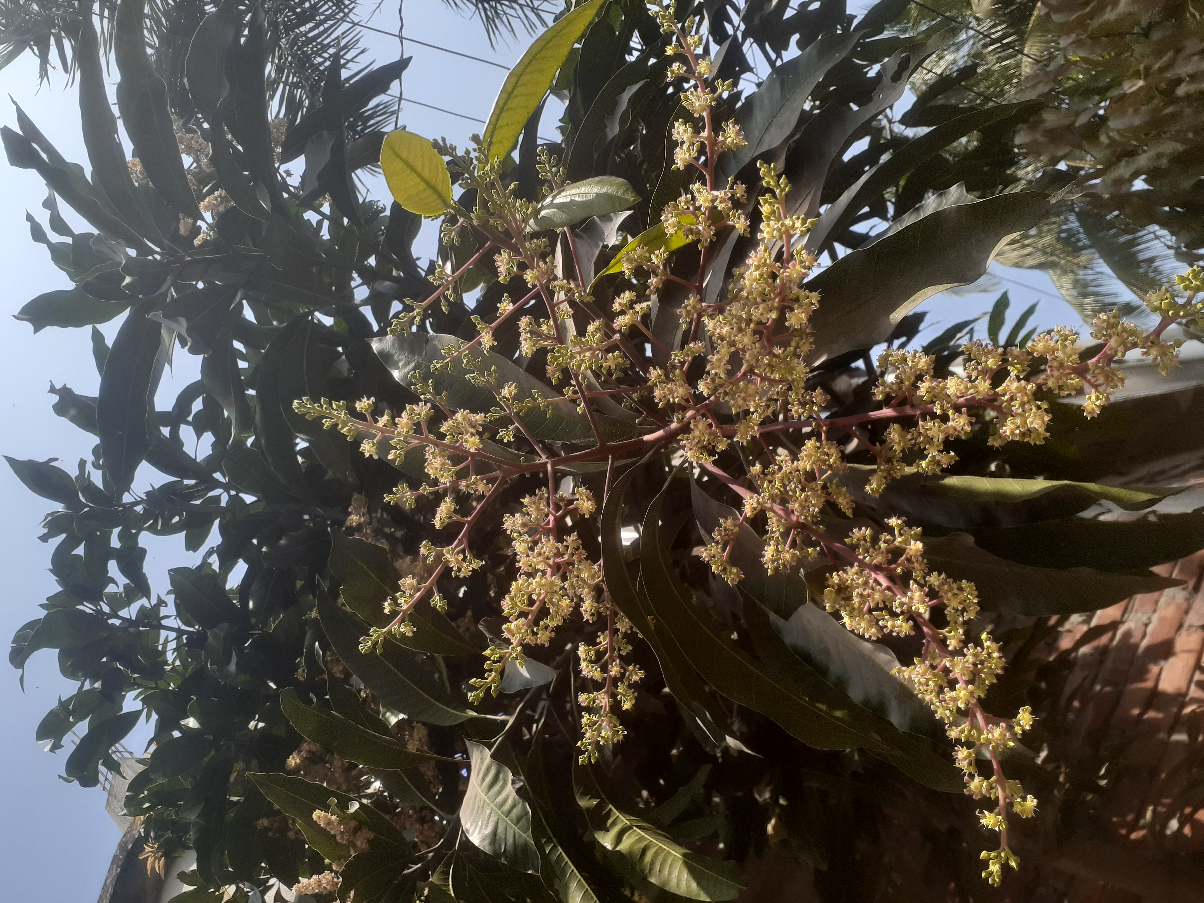 ভোলায় আম গাছে ব্যাপক মুকুল ধরেছে