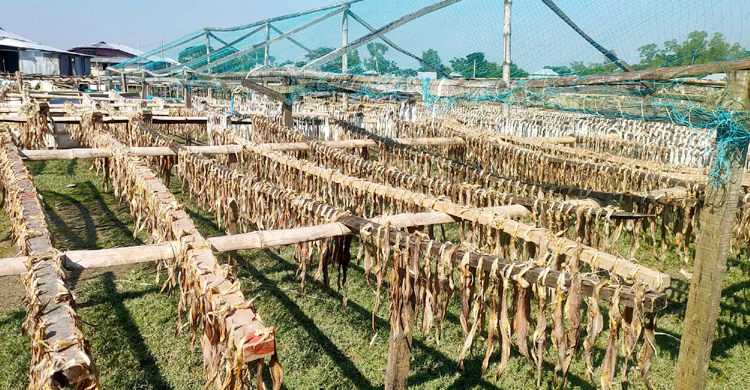 বরগুনার চরাঞ্চলে বিষ মুক্ত শুঁটকি উৎপাদন হচ্ছে