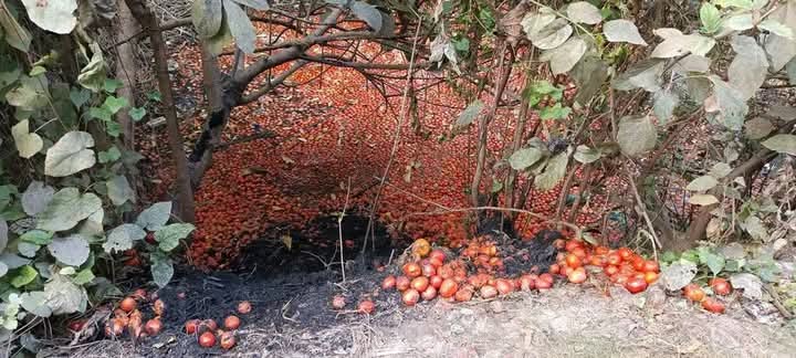 চিতলমারীতে হিমাগার স্থাপনের দাবি কৃষকদের  
