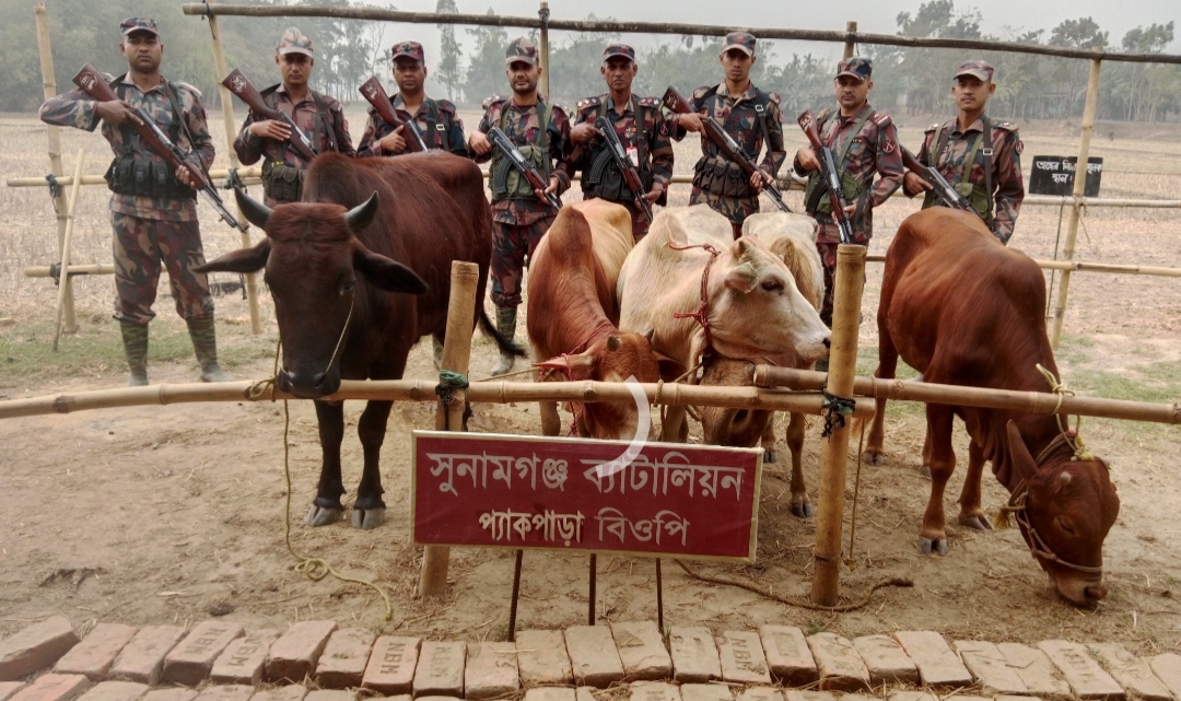 সুনামগঞ্জের সীমান্তে ভারতীয় গরু আটক