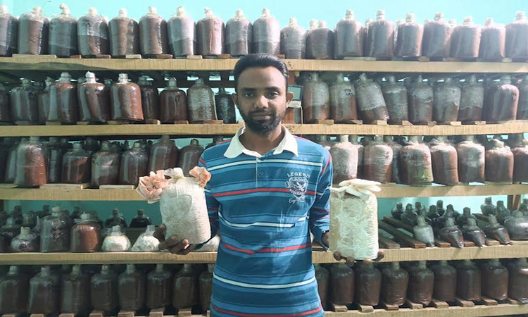 রিকশাচালক থেকে সফল মাশরুম চাষী হাসিব, বছরে আয় ৭ থেকে ৮ লাখ টাকা 