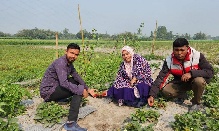 প্রথমবারের মতো স্ট্রবেরি চাষে সফল দিনাজপুরের তরুণ উদ্যোক্তা মাসুম 