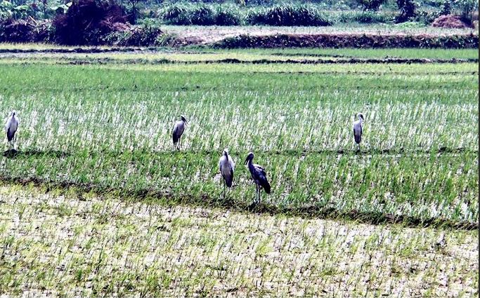বৈশ্বিক উষ্ণায়নে বিপর্যয়ের মুখে কুষ্টিয়াসহ তিন জেলার কৃষি ও জীববৈচিত্র্য