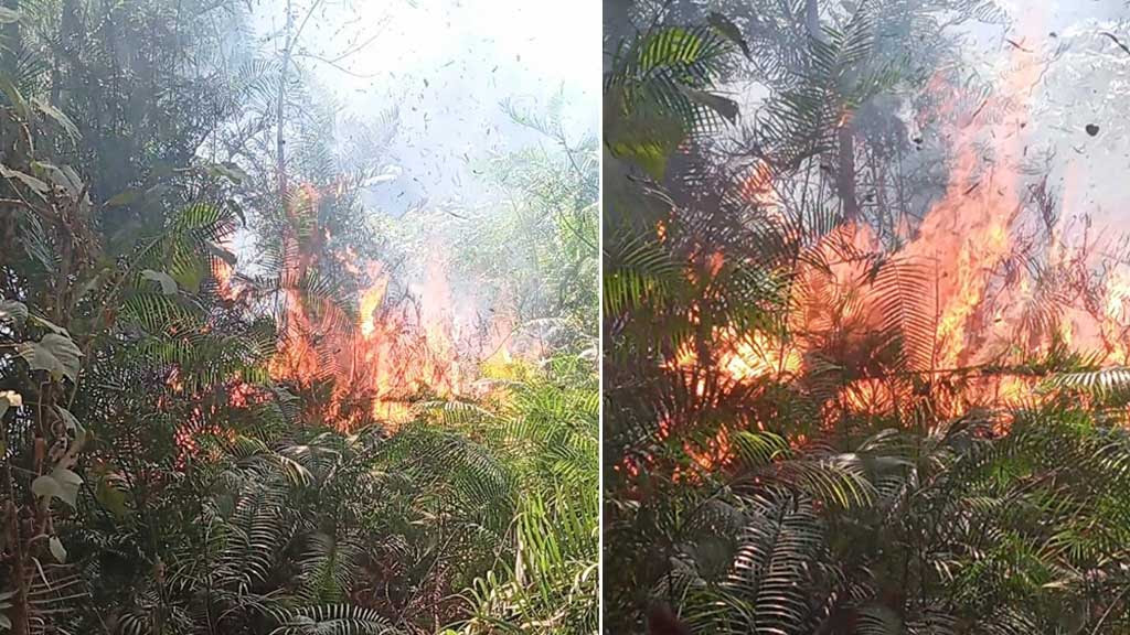 বীরগঞ্জের জাতীয় উদ্যান সিংড়া শালবনে অগ্নিকাণ্ড