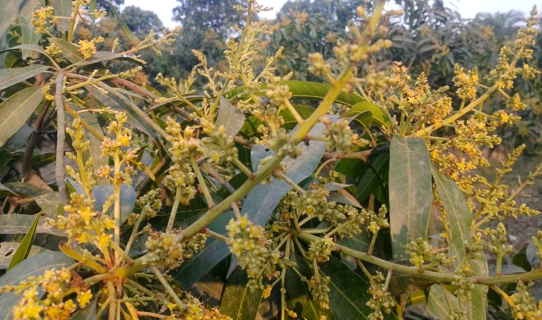 নওগাঁর আম গাছে  মুকুলের সমারোহ