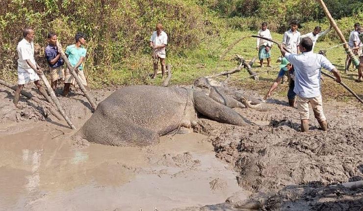গ্রামবাসীর সহায়তায় টানা ৯ ঘণ্টার চেষ্টায় কাদায় আটকে পড়া হাতি উদ্ধার