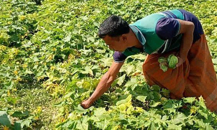 রমজানের বাজার ধরতে পেরে দ্বিগুণ লাভে খুশি ফুলবাড়ীর খিরা চাষিরা
