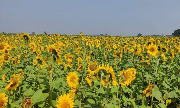 নাটোরে পদ্মার চরে বাহারী ফসলের মেলা