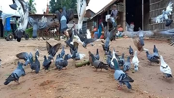 আশরাফুলের কাছে খাবার খেতে আসা ৩০০ কবুতরের ঠিকানা জানেনা কেউ 