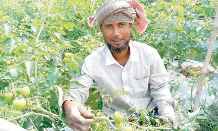 মালচিং পদ্ধতিতে টমেটো চাষ করে লাভবান উল্লাপাড়ার কৃষকরা