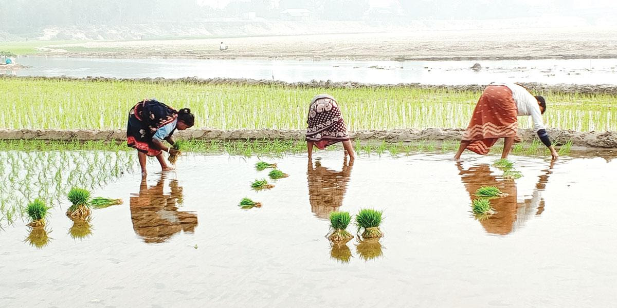 পুনর্ভবার চরে স্বপ্ন চাষ করছেন ভূমিহীন চাষিরা