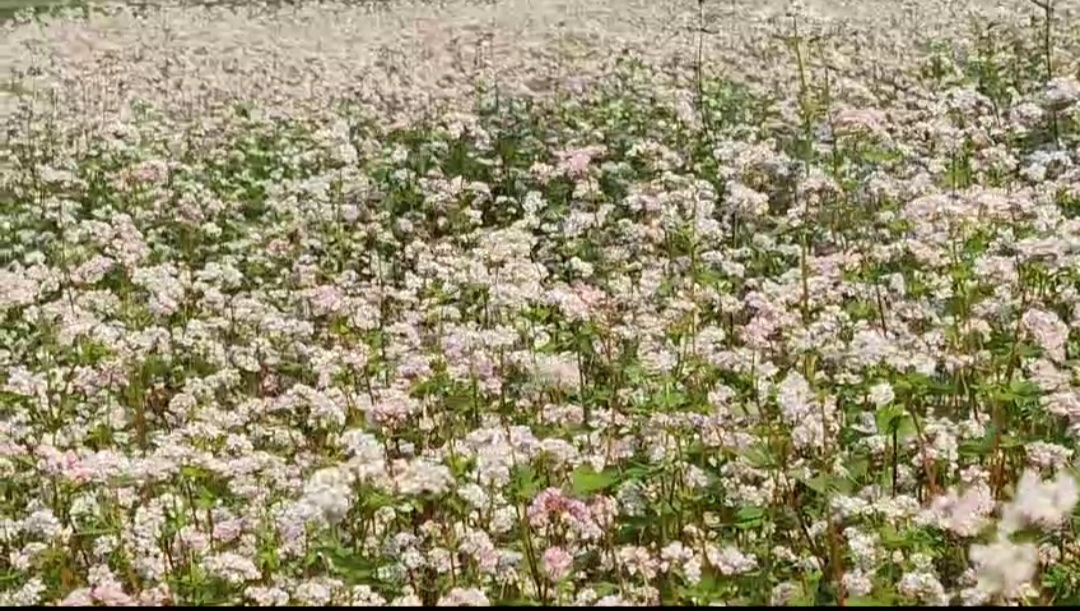 নাটোরে পদ্মার চরে ঢেমসি চাষে অভিষেক