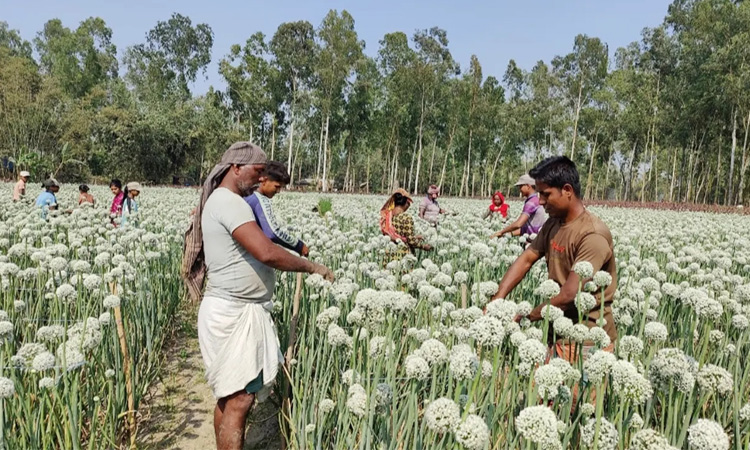 বীরগঞ্জ উপজেলায় ৫১০ হেক্টর জমিতে পেঁয়াজ বীজের চাষ, দিন বদলের আশায় চাষিরা 