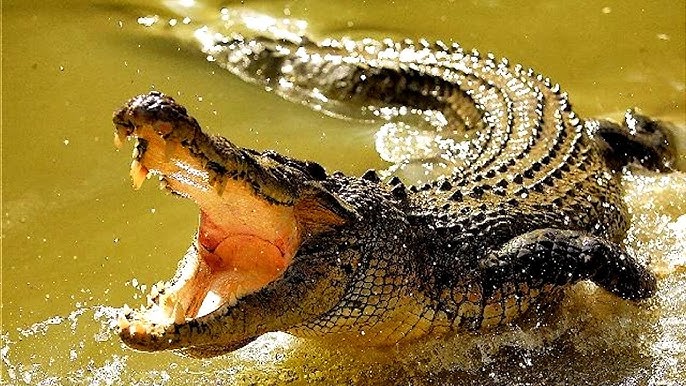 ঝিনাইদহে গড়াই নদীর কুমির লোকালয়ে 