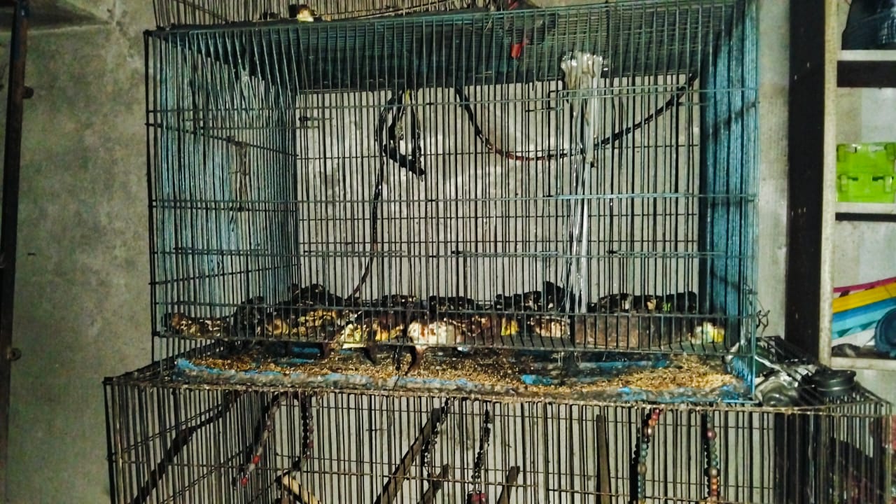 ঝিনাইদহে পাখির দোকানে অগ্নিকাণ্ড 