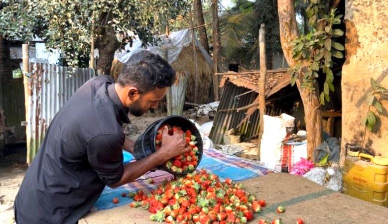 শ্রীপুরে স্ট্রবেরি চাষ করে সাবলম্বী ছাত্র খসরু 