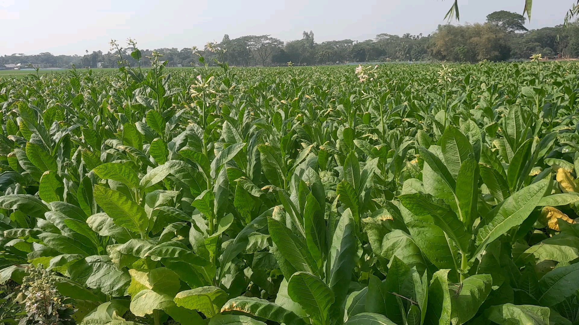 নগদ মুনাফা লাভের আশায় তামাক চাষেই স্বচ্ছন্দ কৃষক, বাড়ছে স্বাস্থ্য ঝুঁকি