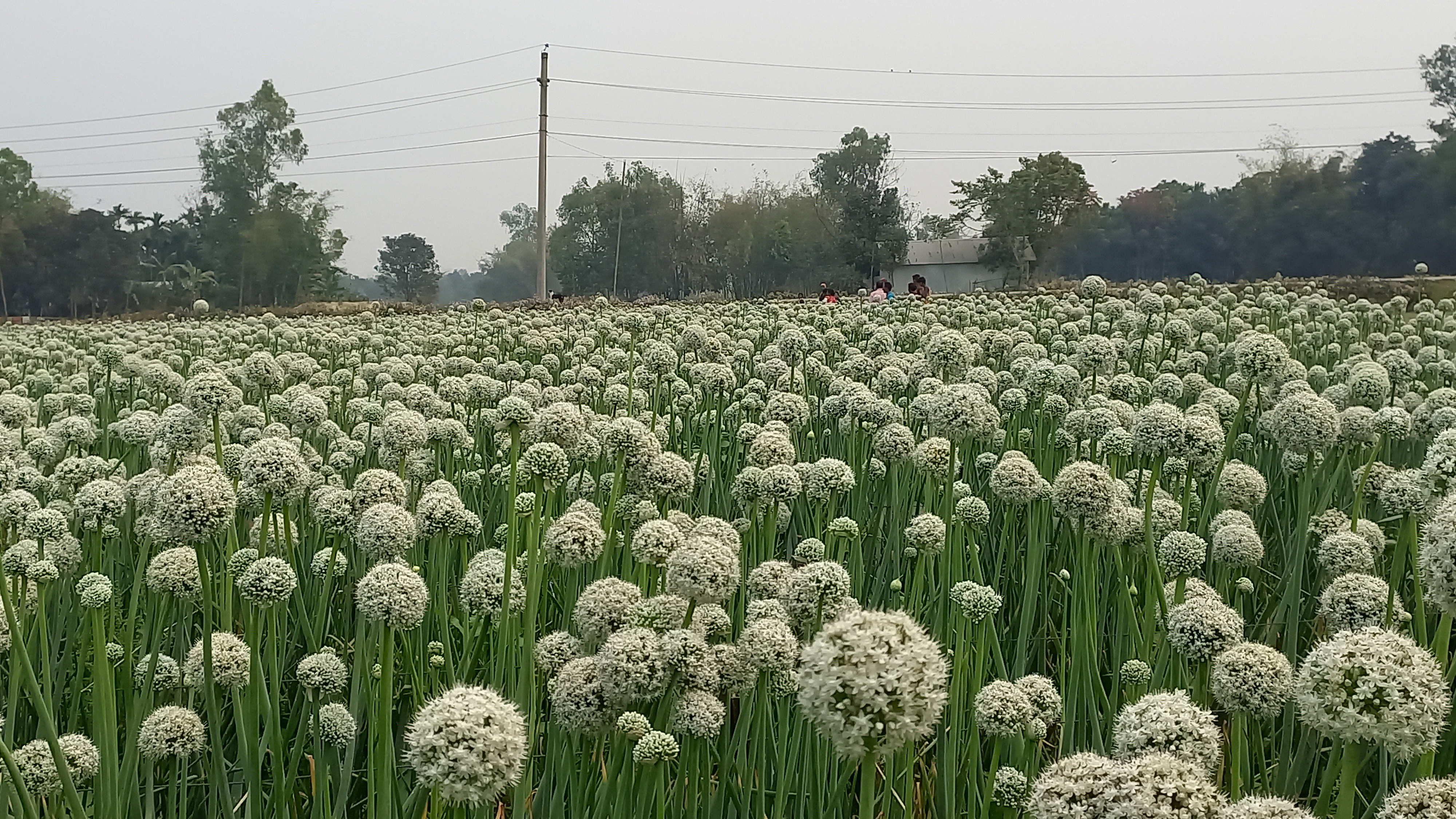 পঞ্চগড়ে পেঁয়াজ বীজের বাণিজ্যিক আবাদ