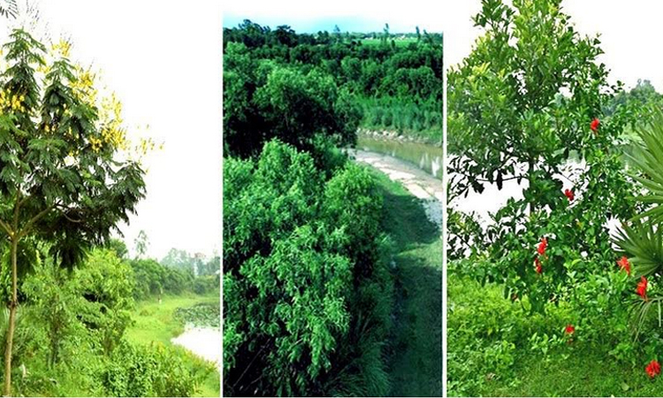 রংপুর অঞ্চলে ইআইআর প্রকল্প: পরিবেশগত উন্নতির পাশাপাশি পুনরুজ্জীবিত হচ্ছে বাস্তুতন্ত্র