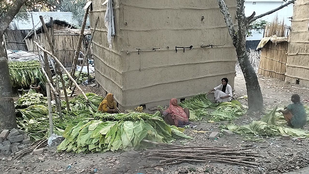 নজরদারির অভাবে বাড়ছে তামাক চাষ, মারাত্মক স্বাস্থ্যঝুঁকিতে নারী, শিশু ও বৃদ্ধরা