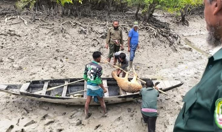 সাতক্ষীরায় ফাঁদে পড়া হরিণ সুন্দরবনে অবমুক্ত