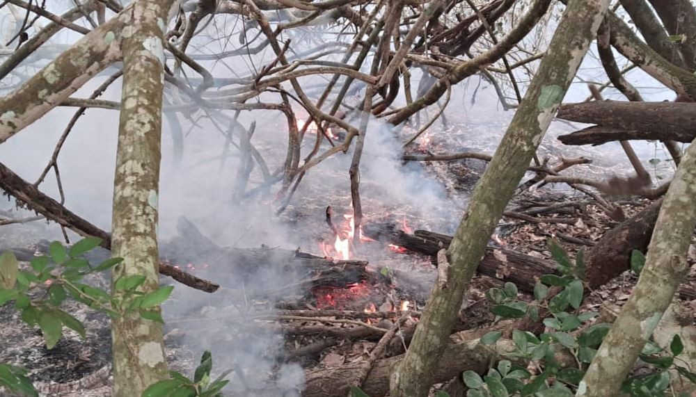 সুন্দরবনে অগ্নিকাণ্ড : রাতের মধ্যে আগুন নিয়ন্ত্রণে কাজ করছে বন বিভাগ