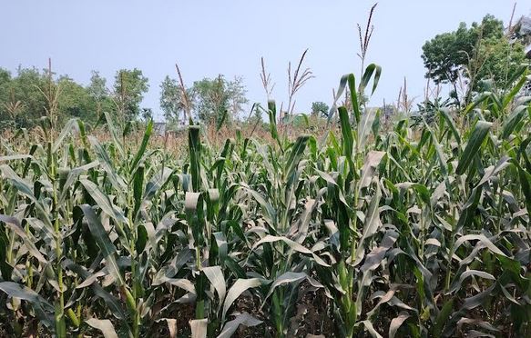 মানসম্পন্ন ভুট্টা উৎপাদনের শীর্ষে চুয়াডাঙ্গা