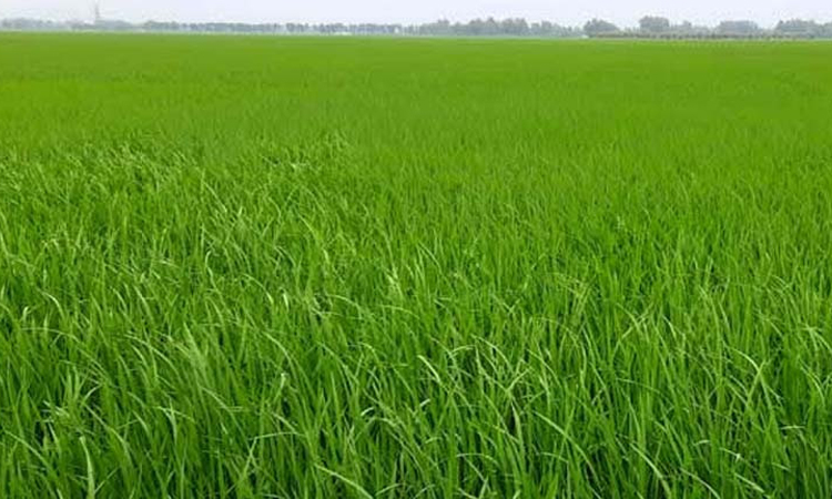দিনাজপুরে ইরি-বোরো ধানের অধিক ফলনের সম্ভাবনা