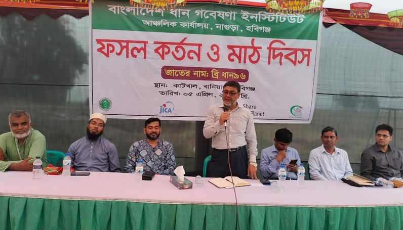 হবিগঞ্জে ব্রি- ৯৬ জাতের ধানের মাঠ দিবস 