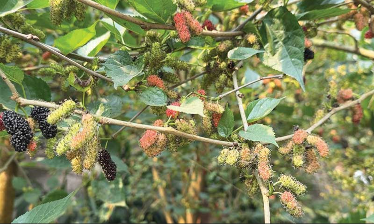দিনাজপুরের হিলিতে বিদেশি ফল মালবেরি চাষে রোকনুজ্জামানের সফলতা