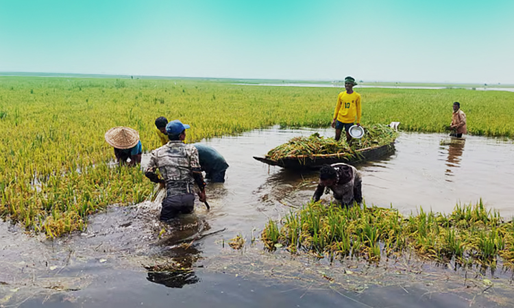 সুনামগঞ্জের হাওরে বোরো ধানকাটা উৎসবের সম্ভাব্য তারিখ পহেলা বৈশাখ