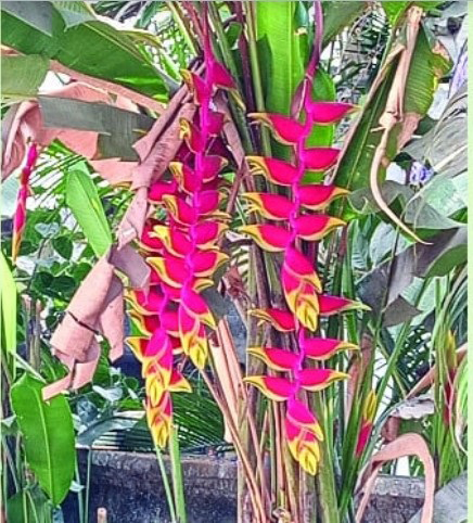 রংপুরে মুগ্ধতা ছড়াচ্ছে হেলিকোনিয়া ফুল