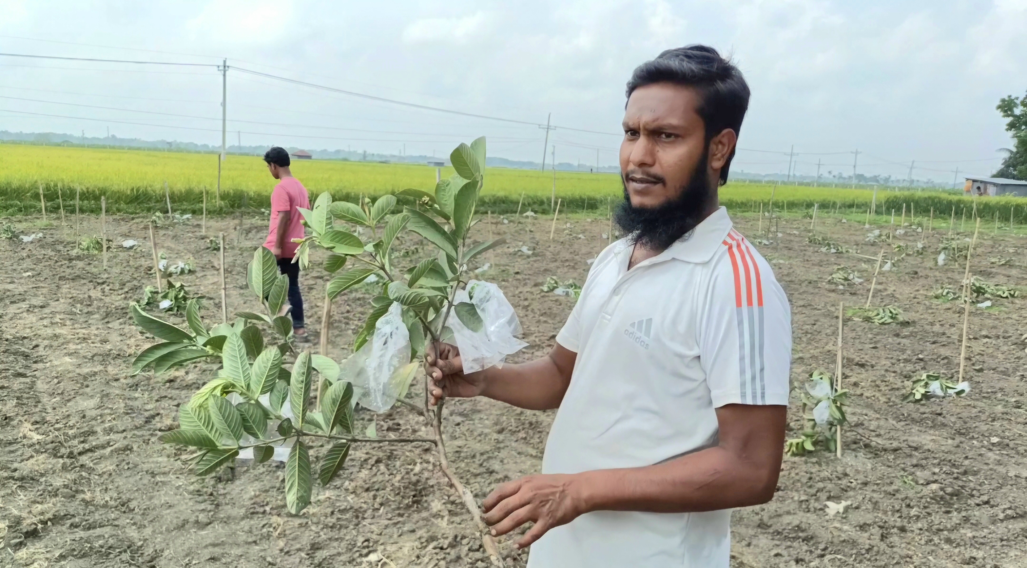 মহেশপুরে ড্রাগন-পেয়ারা গাছ কেটে দিয়েছে দুর্বৃত্তরা