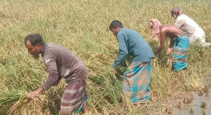 নেত্রকোনার হাওরাঞ্চলে বোরো ধান কাটা শুরু
