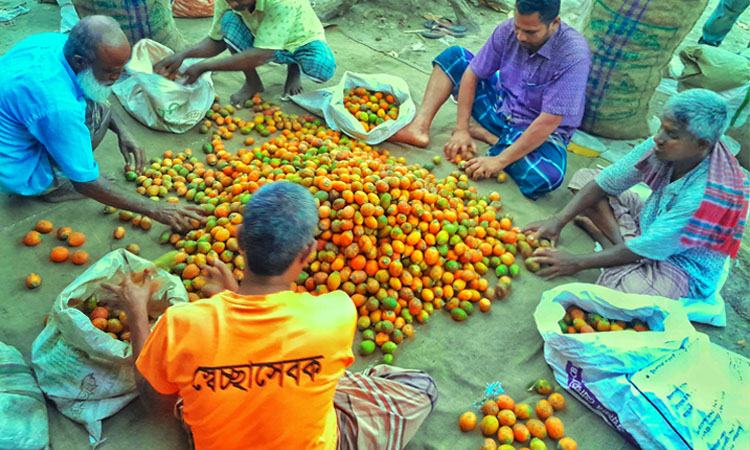 লালমনিরহাটে সুপারির ফলন কমেছে, বেড়েছে দাম