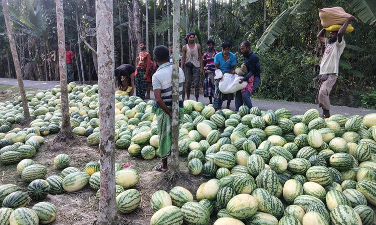 বাগেরহাটে কচুয়ার বলেশ্বর চরে তরমুজের অধিক ফলন
