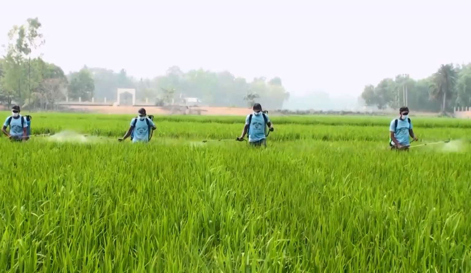 শেরপুরে বাণিজ্যিকভাবে হাইব্রীড ধান বীজ উৎপাদন শুরু