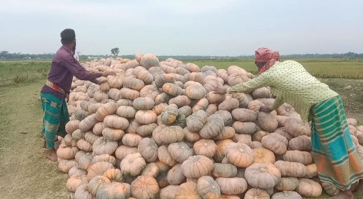 অনুন্নত যোগাযোগ ও দাম কমে যাওয়ায় হাওরাঞ্চলে মিষ্টি কুমড়া চাষীরা লোকসান ঝুঁকিতে