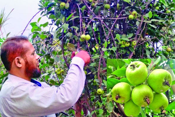 বীরগঞ্জের সমতল  ভূমিতে  আপেল চাষে যুবকের  সফলতা 