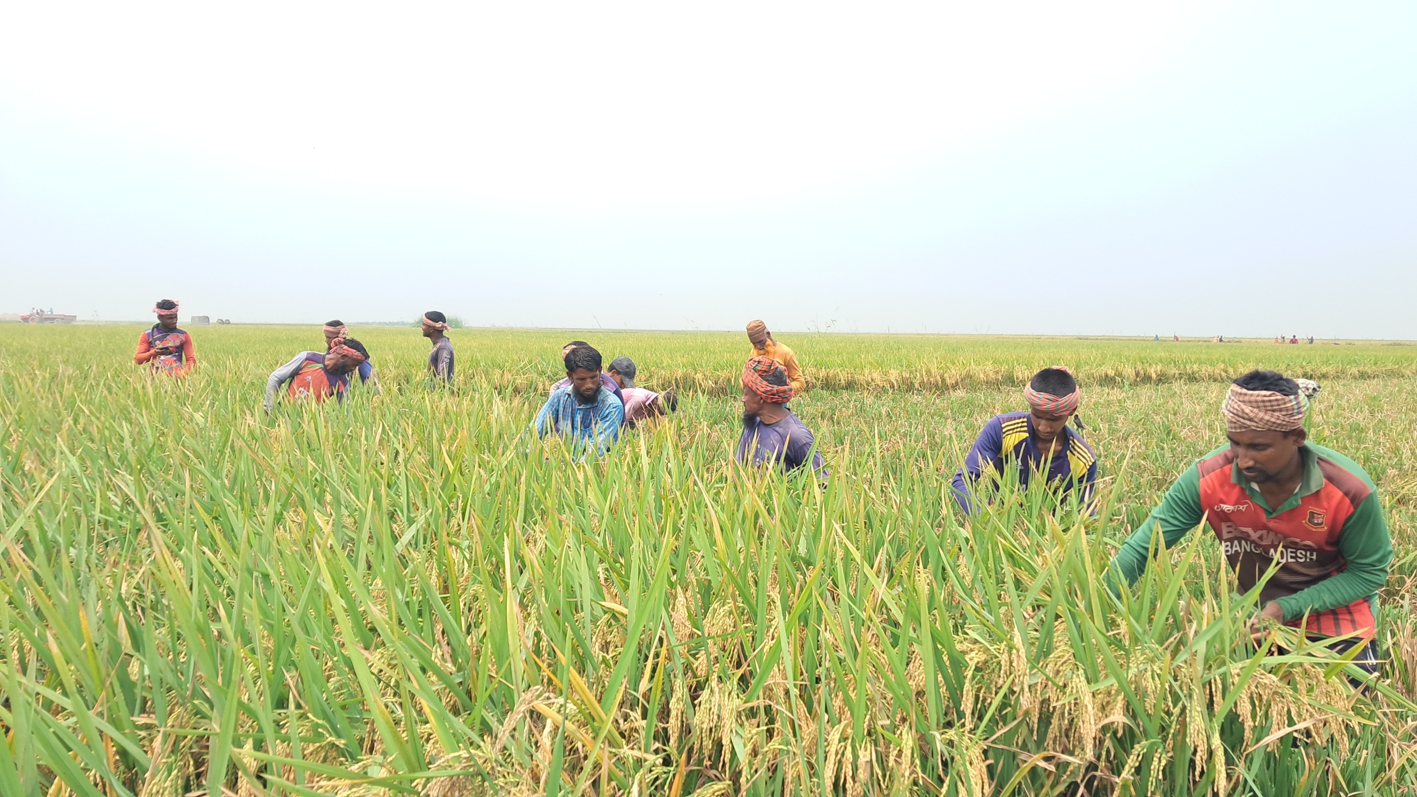 কিশোরগঞ্জের হাওরাঞ্চলে বোরো ধান কাটার ধুম