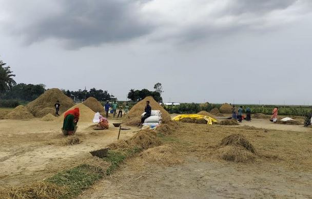 নেত্রকোনার হাওরাঞ্চলে বোরো ধান ঘরে তুলতে ব্যস্ত সময় পার করছেন কৃষকরা 