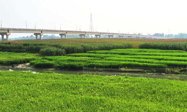 নদীর চিহ্ন নেই! খরস্রোতা ধরলা-বারোমাসিয়ার বুকে সবুজ ফসলের সমারোহ