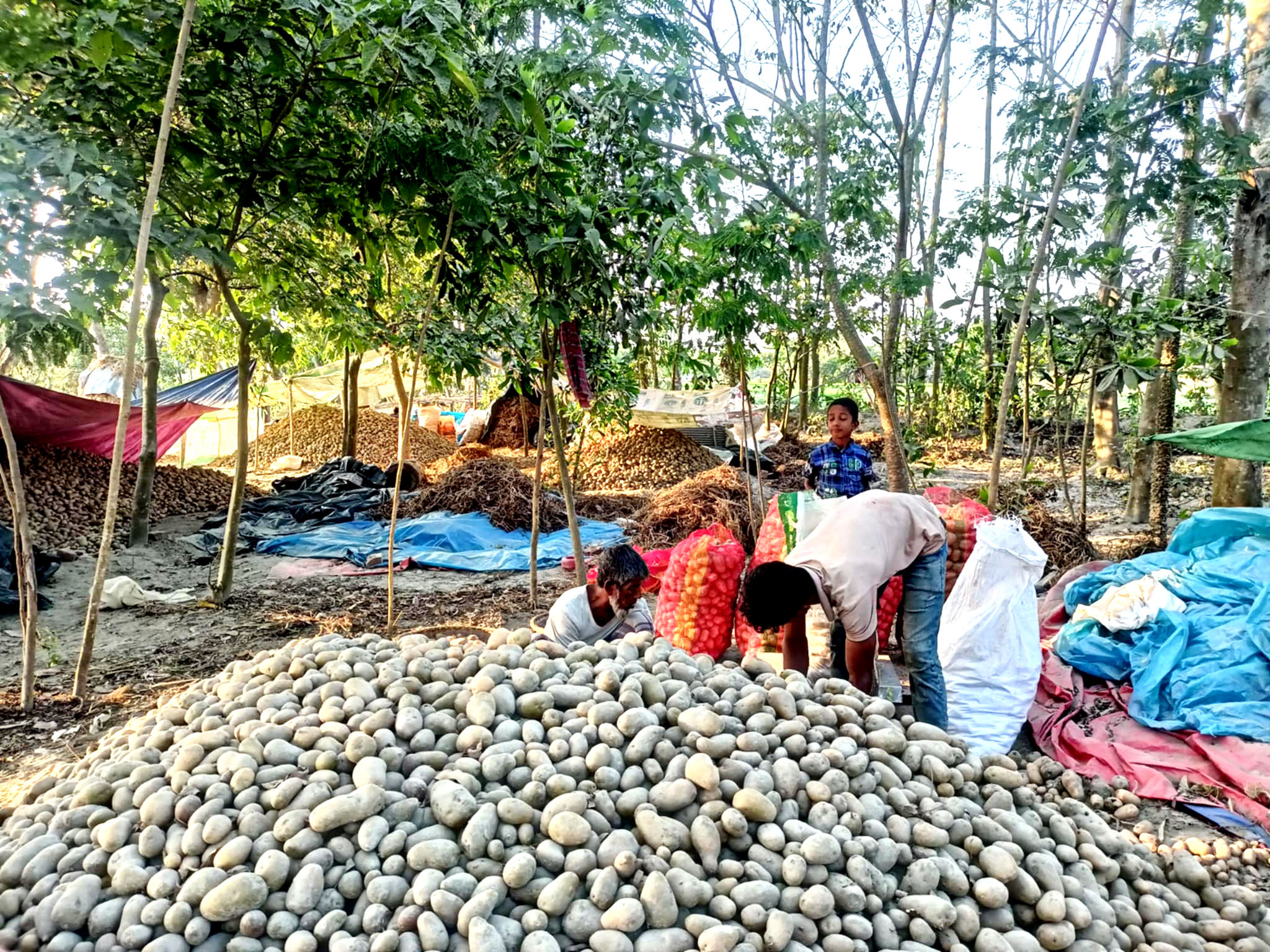 কুমিল্লায় আলুর ন্যায্য মূল্য নিয়ে বিপাকে কৃষকরা 