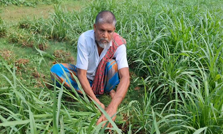 দৃষ্টিশক্তিহীন অদম্য আরশাদ আলী জীবন যুদ্ধে টিকে থাকার এক অনুকরণীয় দৃষ্টান্ত