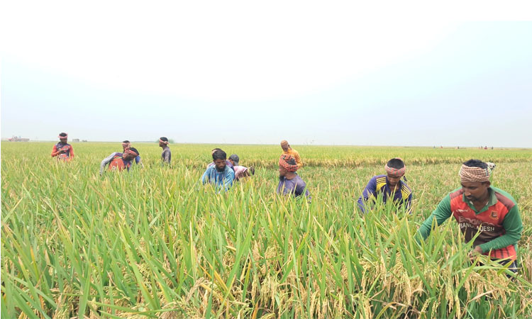 সিলেটের হাওরে ৩৩ শতাংশ ধান কাটা শেষ