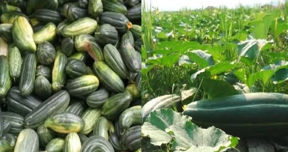 বাঙ্গির আশাতীত ফলনে খুশি কোটালিপাড়ার চাষিরা