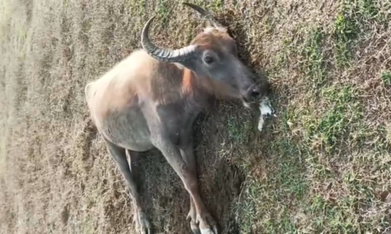সার কারখানার বিষাক্ত বর্জ্যের পানি পান করে ৩ মহিষের মৃত্যুর অভিযোগ