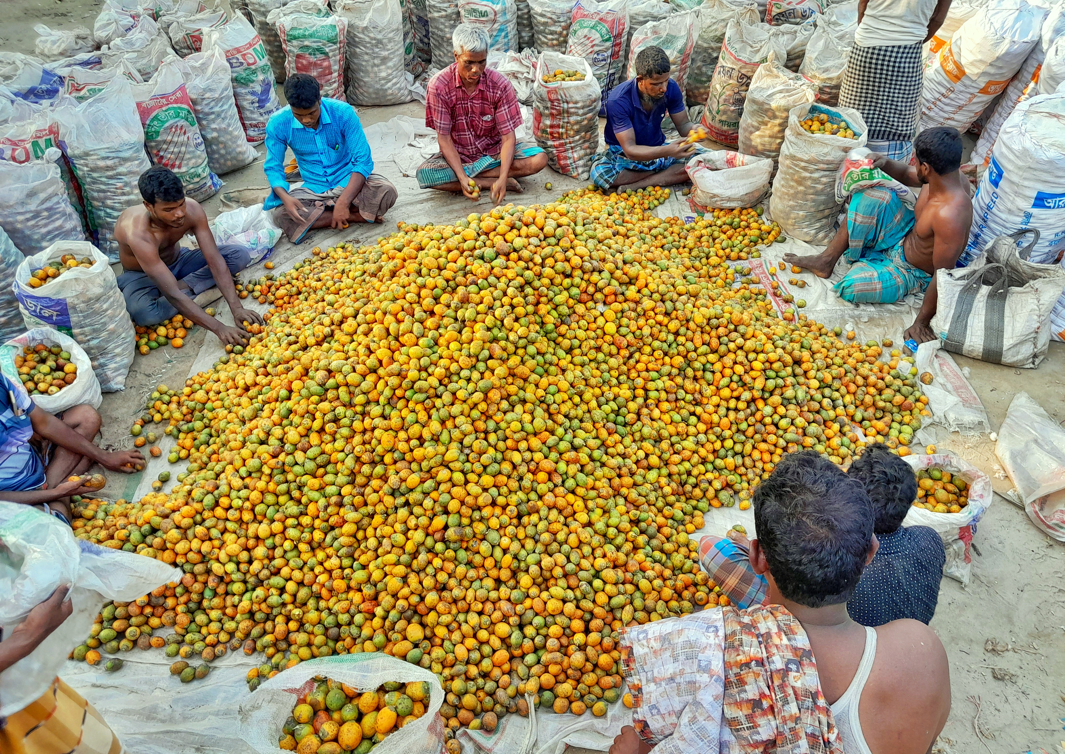 বড়বাড়ী হাটে সুপারি বেচা কেনায় ব্যবসায়ীরা ব্যস্ত সময় পার করছেন