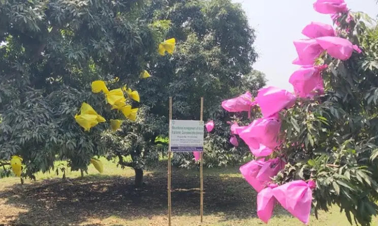 পরিবেশবান্ধব লিচুর ফলছেদক পোকা দমনে সফল হাবিপ্রবি