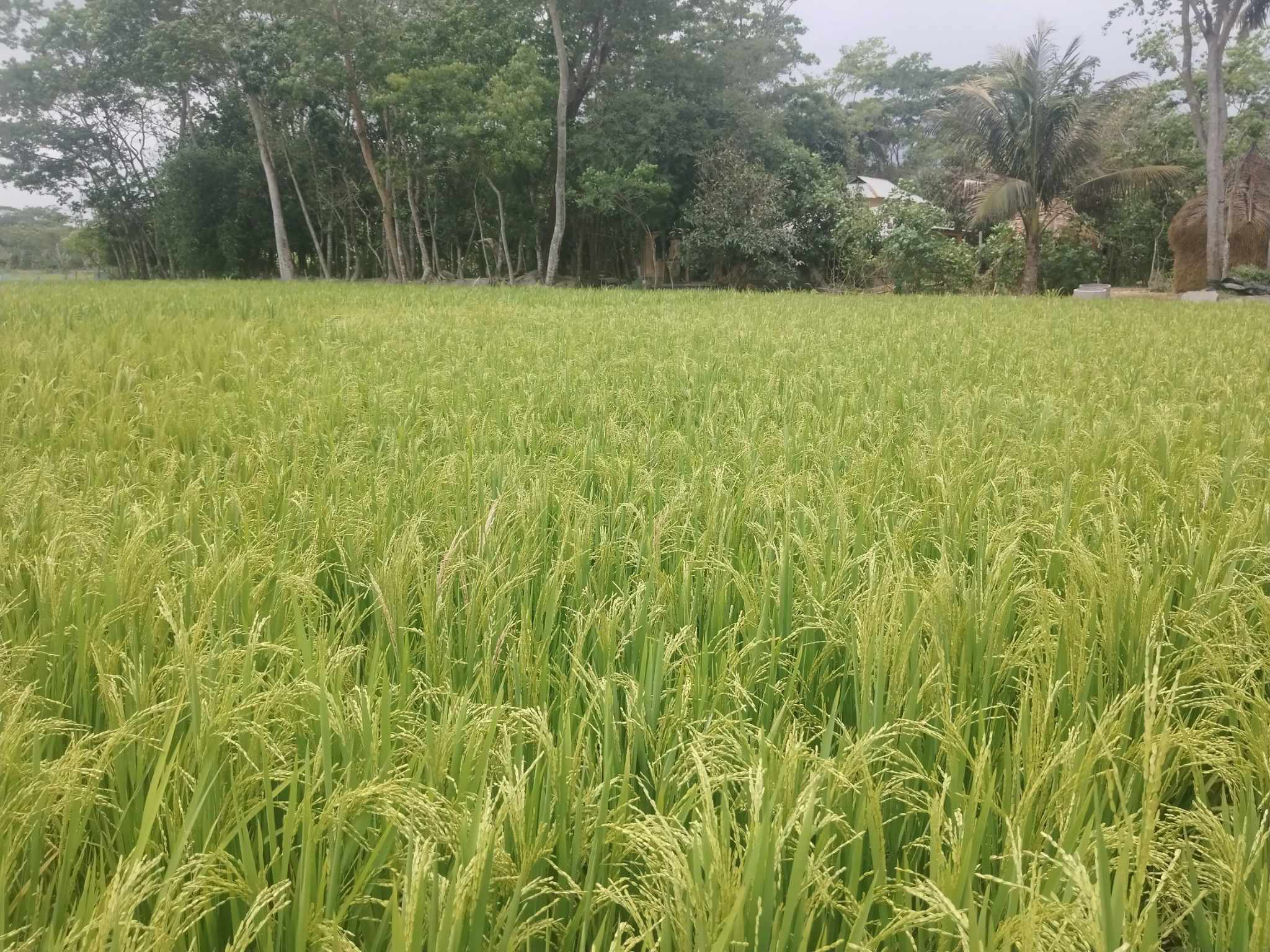 বরগুনায় বোরোর অধিক ফলনে কৃষকের চোখে খুশির ঝিলিক